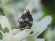 Thumbnail 337958 B