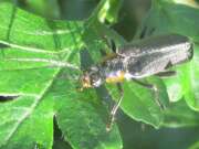 Thumbnail 337960 A