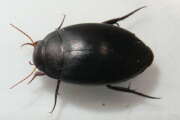 Thumbnail 338029 A