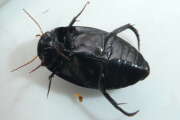 Thumbnail 338029 B