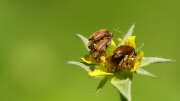 Thumbnail 338166 B