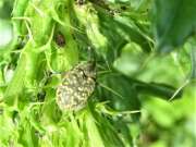 Thumbnail 338508 A