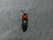 Thumbnail 338801 A