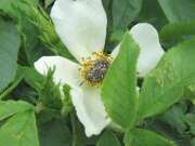 Thumbnail 338803 B