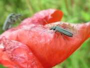 Thumbnail 338804 A