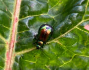 Thumbnail 338912 B