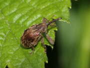 Thumbnail 339121 B