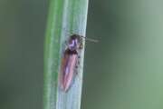 Thumbnail 339502 A