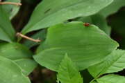 Thumbnail 339583 B