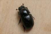 Thumbnail 339726 B