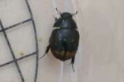 Thumbnail 339730 A