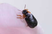 Thumbnail 339736 B