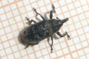 Thumbnail 339909 B