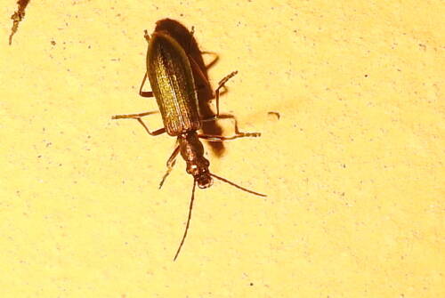Userfoto