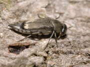 Thumbnail 340025 B