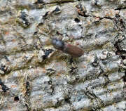 Thumbnail 340053 B