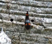 Thumbnail 340058 B
