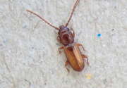 Thumbnail 340094 B