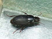 Thumbnail 340128 A