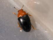 Thumbnail 340204 B