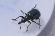 Thumbnail 340231 B