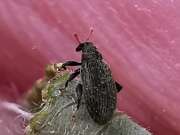 Thumbnail 340249 B