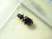 Thumbnail 340324 B