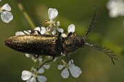 Thumbnail 340330 B