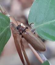 Thumbnail 340335 B