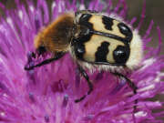 Thumbnail 340342 B