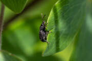 Thumbnail 340347 A