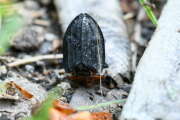 Thumbnail 340348 A