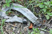 Thumbnail 340348 B