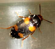 Thumbnail 340766 A