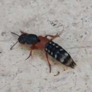 Thumbnail 340893 B