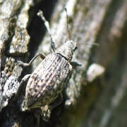 Thumbnail 340910 B