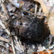 Thumbnail 340939 A