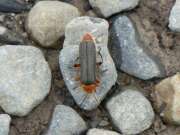 Thumbnail 340940 B