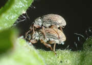 Thumbnail 341063 A