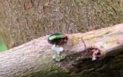 Thumbnail 341538 B