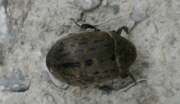 Thumbnail 341660 B