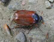 Thumbnail 341681 A