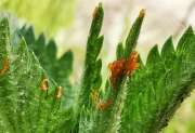 Thumbnail 341792 B