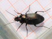 Thumbnail 342244 A