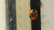 Thumbnail 342676 A
