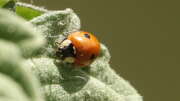 Thumbnail 342676 B