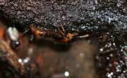 Thumbnail 343003 B