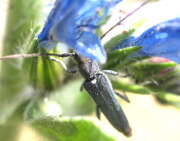 Thumbnail 343051 A