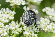 Thumbnail 343502 B