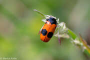 Thumbnail 343509 B